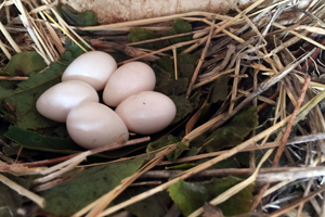 Purple Martin nest/eggs